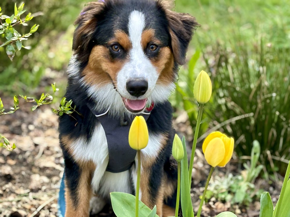 Went floof hunting this morning! 

#TulipsMakeMeBelieveInTomorrow #HelloSpring #TulipsTuesday #DogsOfTwitter #TOT