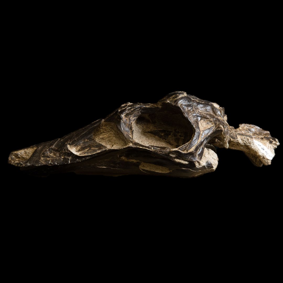 The skull of this Struthiomimus specimen is one of the best-preserved ornithomimid skulls known from Alberta. Like other ornithomimids (ostrich-mimic dinosaurs), this animal had long, powerful legs suited for rapid running to evade predators.