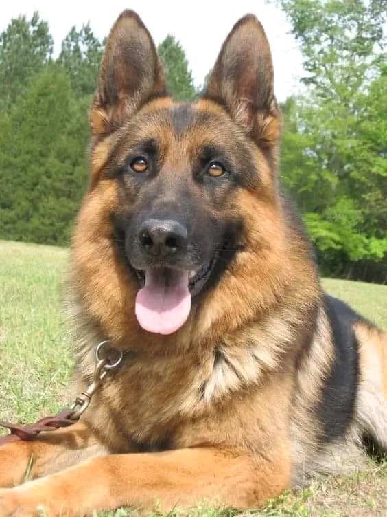 German Shepherd tweet media