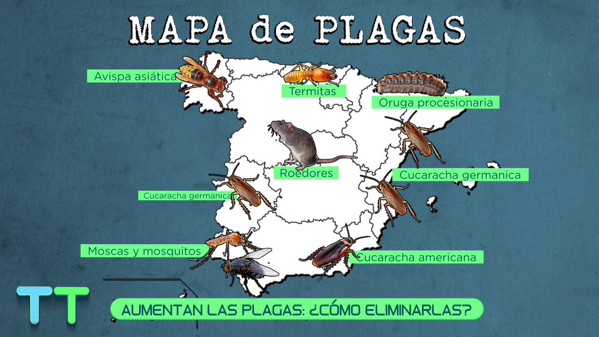 Un experto nos explica a qué se debe el aumento de las plagas y cómo eliminarlas🐛🪳🐀 #TiempoAlTiempo16A 🔴mdia.st/directo4