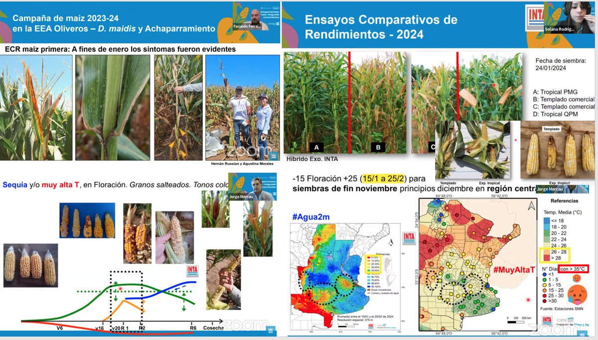 JorgeLMercau's tweet photo. Muy recomendado🧐
"#Achaparramiento en #Maíz,
Integrando Conocimientos"
Excelente organización d Eduardo Trumper 
#ProtecciónVegetalINTA @intaargentina 

Q sabemos, Q pasó en 23/24
Aprender y Actuar JUNTOS d cara a una mejor 
24/25
#EsCON
📹
https://t.co/pxJXM0kqLP https://t.co/iIgCd4x29H