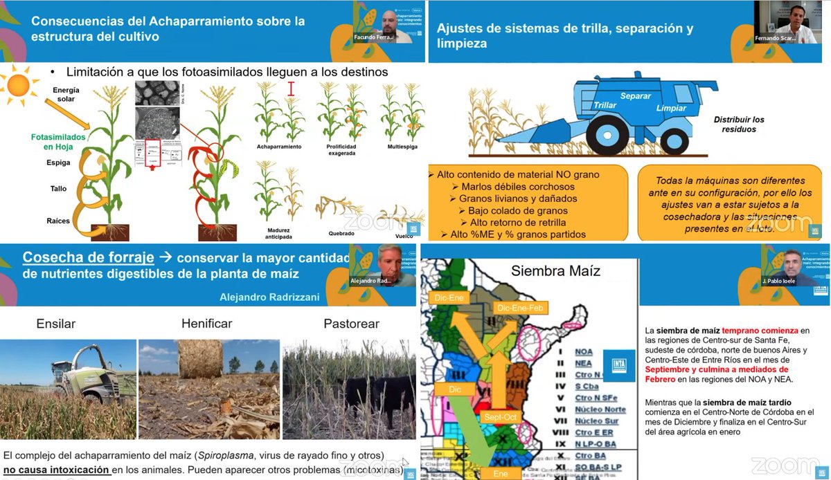 JorgeLMercau's tweet photo. Muy recomendado🧐
"#Achaparramiento en #Maíz,
Integrando Conocimientos"
Excelente organización d Eduardo Trumper 
#ProtecciónVegetalINTA @intaargentina 

Q sabemos, Q pasó en 23/24
Aprender y Actuar JUNTOS d cara a una mejor 
24/25
#EsCON
📹
https://t.co/pxJXM0kqLP https://t.co/iIgCd4x29H