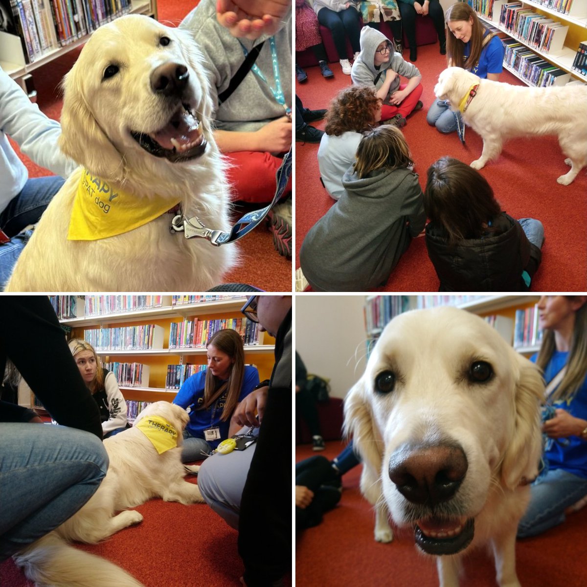 Springfield LRC had the pleasure of welcoming Rocco for our Monday @PetsAsTherapyUK session. This was Rocco's very first visit to an establishment as a qualified PAT Dog and he did exactly what he is trained to do. We all felt super relaxed after the visit. Well done Rocco 👏🐶