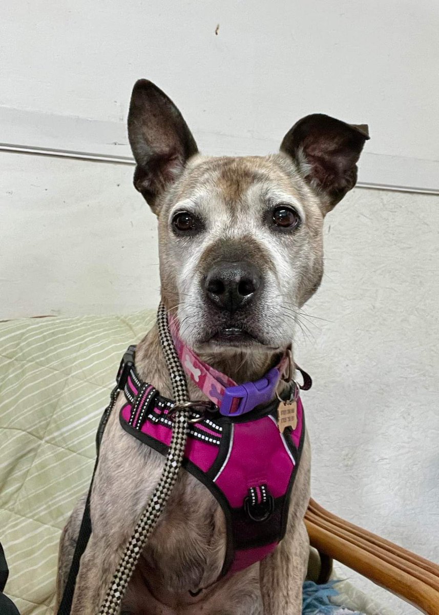 SeniorStaffy's tweet photo. Hey pals, Violet here, just wondering if you'd be so kind as to share my pretty little face and hopefully my furever family will see me and think I'm the girl for them, that'd be pawsome, thanks!
Here's my linky thing...
https://t.co/lDqcdkj7t6 💜 #tuesdayvibe #rescue #adoptme https://t.co/gNM2hjO6Cy