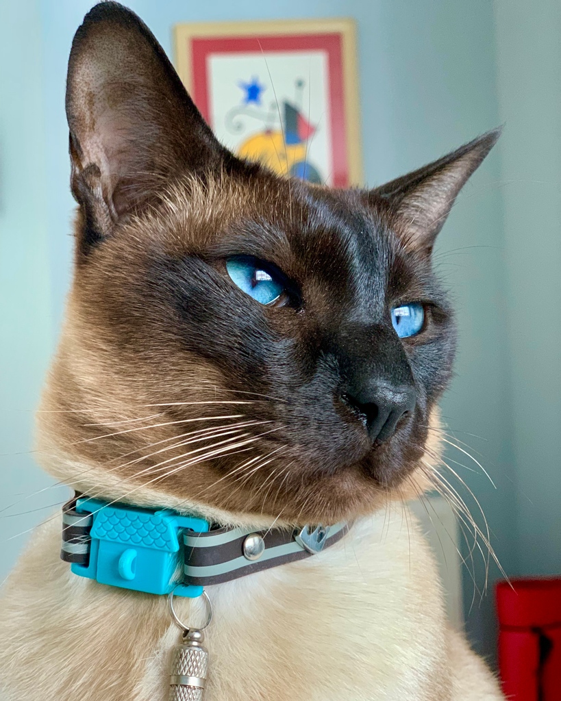 Kittyrama tweet media