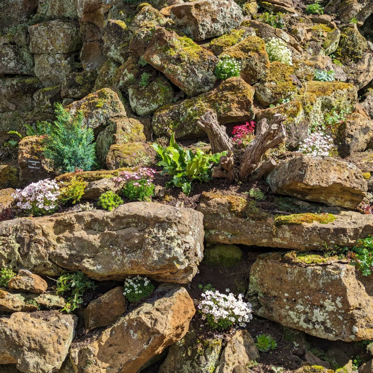 Jake Croft (@jakecroft_mhort) on Twitter photo A sneak preview of the progress on restoring the <a href="/Lamport_Hall/">Lamport Hall</a> Rockery. The main plants are now all in, just waiting on a couple more deliveries and we will be about ready to open it to the public.
#rockeryplants #historicgarden #waterfall #landscaping #gardens A sneak preview of the progress on restoring the <a href="/Lamport_Hall/">Lamport Hall</a> Rockery. The main plants are now all in, just waiting on a couple more deliveries and we will be about ready to open it to the public.
#rockeryplants #historicgarden #waterfall #landscaping #gardens