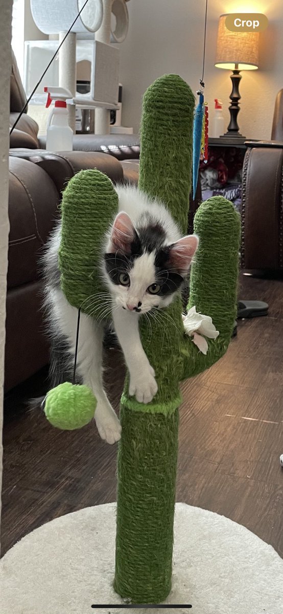 DylanLee70's tweet photo. @bestgirlyazy My cats Ruby and Chili https://t.co/IEVpBirDdG