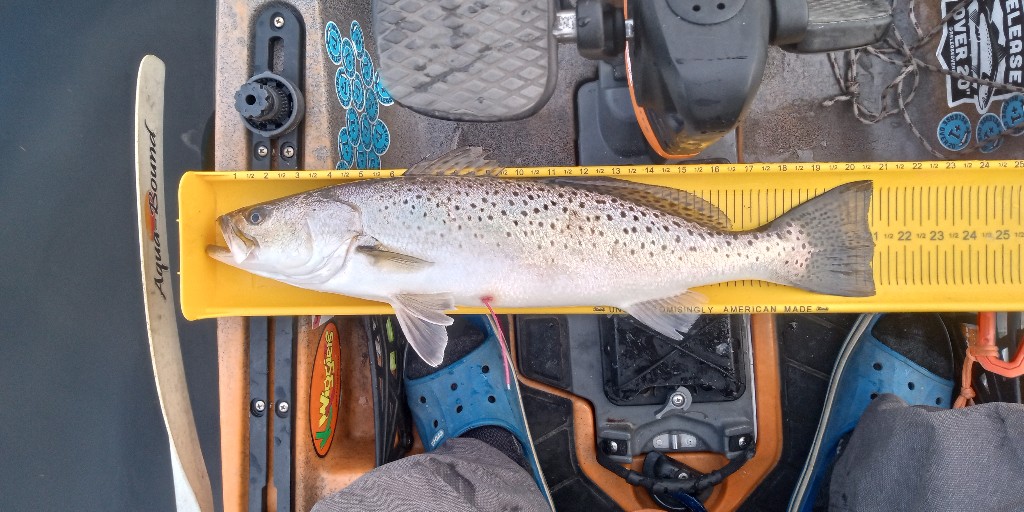 #TaggingTuesday In February, Richard launched his kayak in Bath, NC and reeled in a 21-inch Spotted Seatrout with a red tag. His fish was originally tagged 9 months prior by DMF staff, over 70 miles away in Cape Channel behind Hatteras Island.  deq.nc.gov/fish-tagging-p…