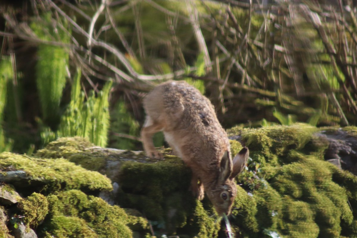 Guess who’s back?? We hadn’t seen our #GardenHare for months, and today she lolloped down the lane right in front of me, and hopped over the wall to explore the neighbour’s garden - before deciding it wasn’t for her and coming back out again. Spring is springing! 💕