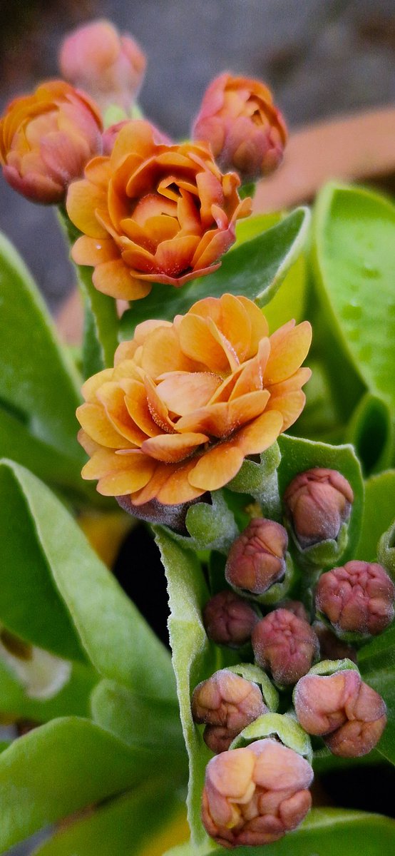There's just soooooo many pretty things flowering in the garden right now 👏🫶 This is Primula Auricula Reni 🧡 #flowers #gardening