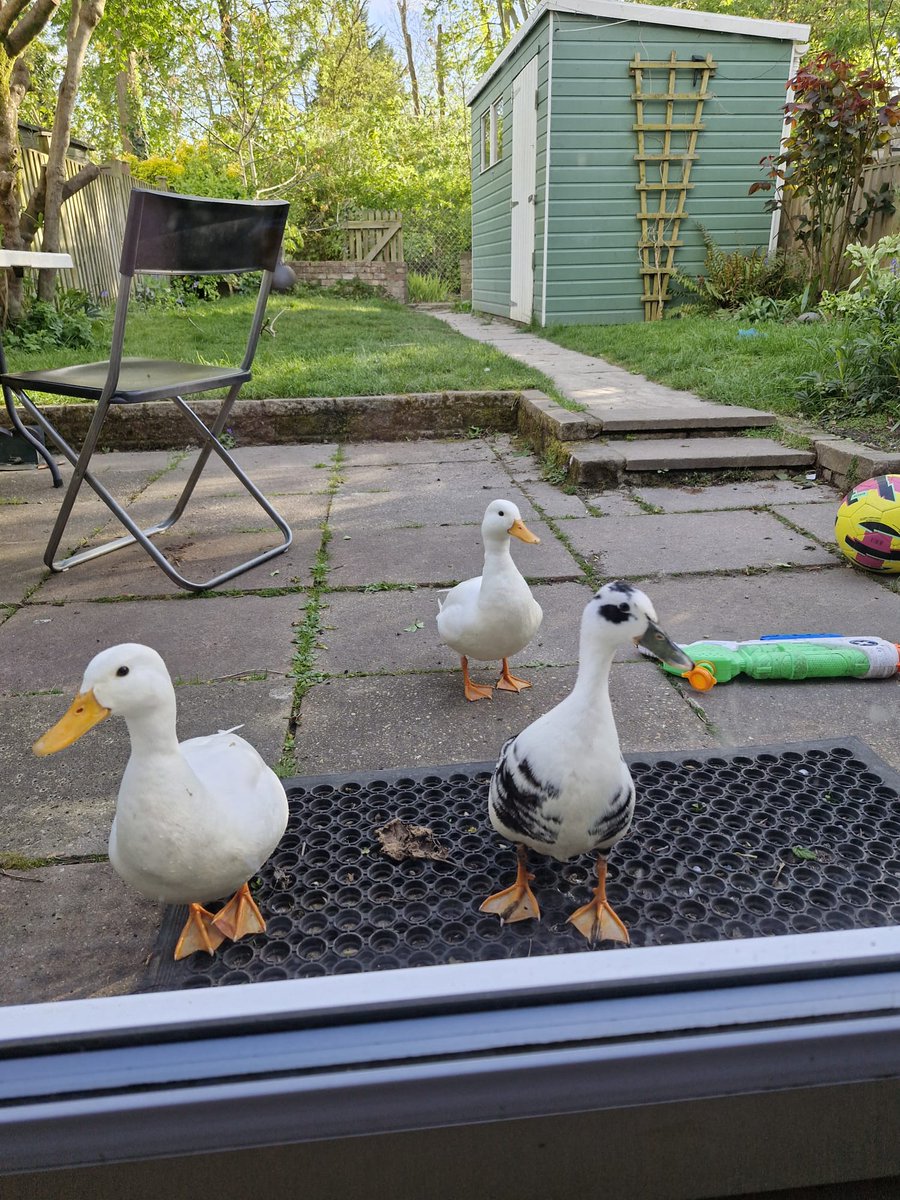 Every year around this time, I make temporary friends with the ducks who frequent my little stretch of river bank. This year, the ducks are spectacular. I call them the Wedding Ducks, and they come to the door every evening to call upon me and my stash of seeds. I'm in love.