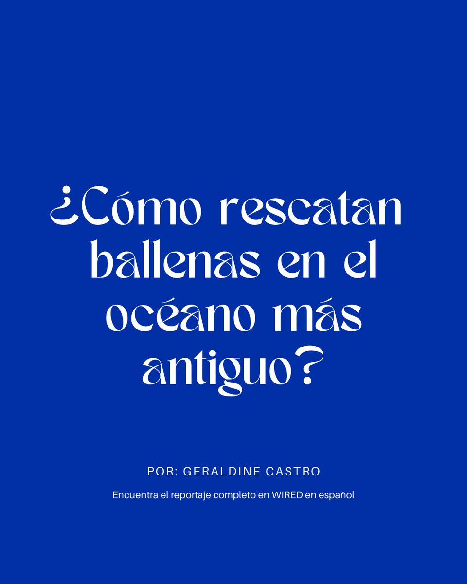 Geraldinecastf's tweet photo. Hoy publicamos en WIRED en español el reportaje “RABEN y el peligroso arte de rescatar ballenas en México” aquí pueden leer y ver esta historia que tiene una versión en video con tres capítulos 🐋💙

https://t.co/ltOgny8niH 🔥 https://t.co/DBlqanTlW2