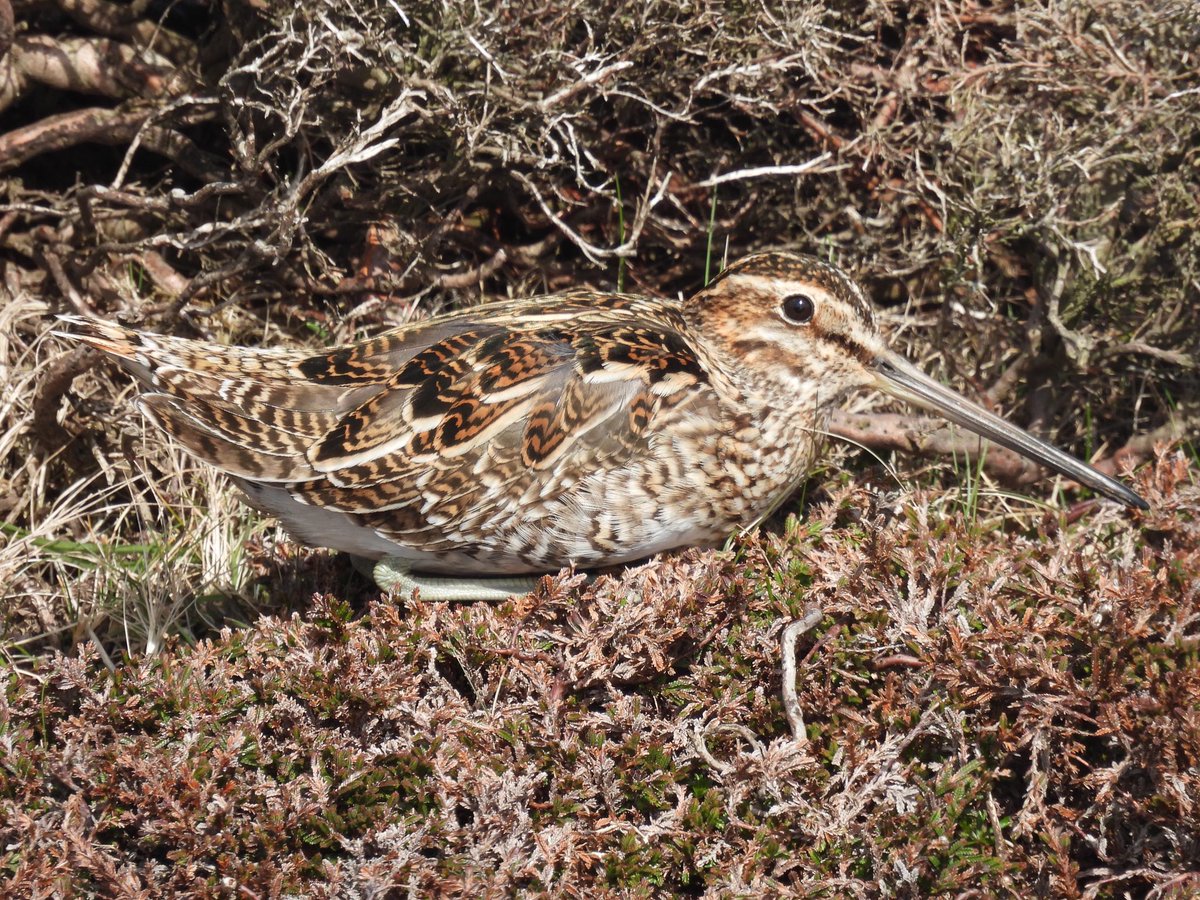 The Great Skuas (Bonxie) are back on @FI_Obs and what amazing birds they are! Can’t wait to be spending the season with them. Let’s hope for a successful breeding season. Also lots of Snipe around will be on nests soon! #heaven