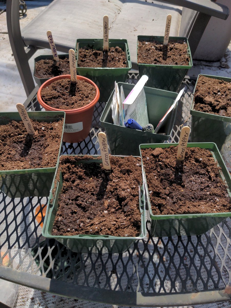 Finally getting my seeds started. I e got 4 green peppers and 4 red peppers. I hope they all come out ok.

#gardening #plantingseeds #spring #vegtables #Gettingdirty