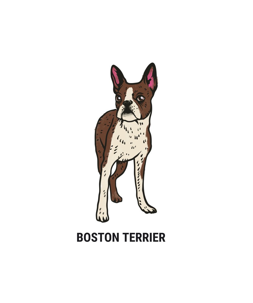 Check out this awesome 'Boston Terrier Vintage Illustration' design on @TeePublic! tee.pub/lic/gYc1MRNT6Wk