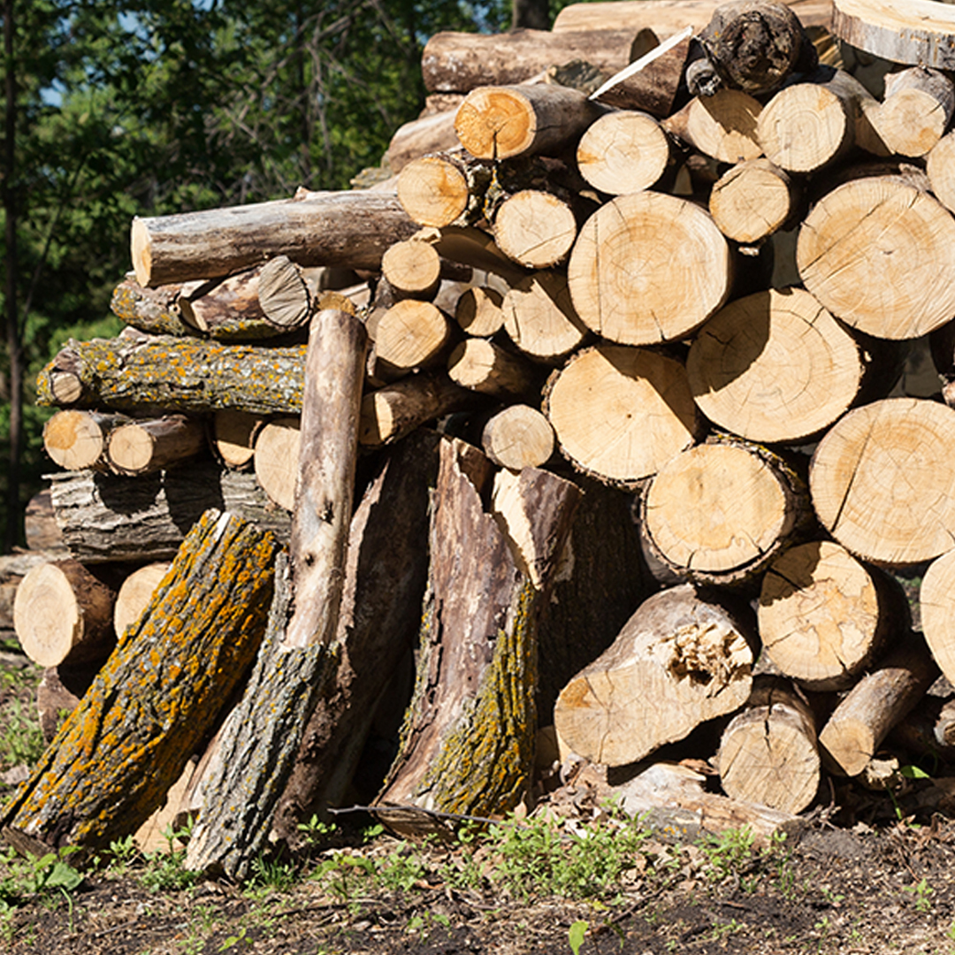 Transporting and storing elm wood can spread DED. 🌳🌳🌳 Help keep elm trees safe by promptly removing and disposing of elm wood at the City Landfill. ➡️ For info on the City's DED Response Plan, visit saskatoon.ca/dutchelmdisease