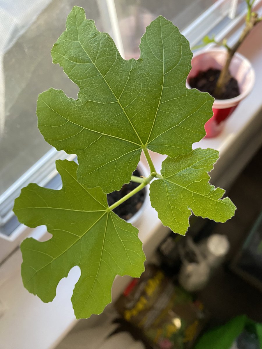 Beautiful leaves on a Chicago Hardy fig! We still have a few unrooted cuttings left for select varieties on our Etsy shop. 

Check out today if interested!
figbuddies.etsy.com