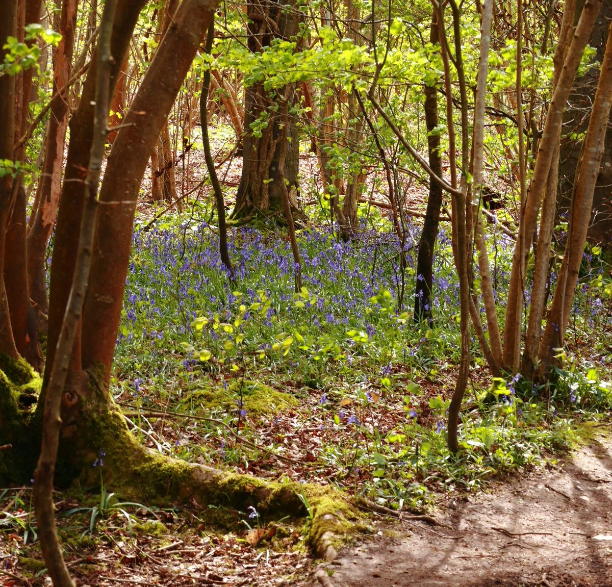 JillHpdc's tweet photo. Spring is back! (Or at least, it was earlier.) Sun and clouds, vibrant greens, bluebell woods and butterflies 😊 #FarleyMount https://t.co/yo9a5UNv5k