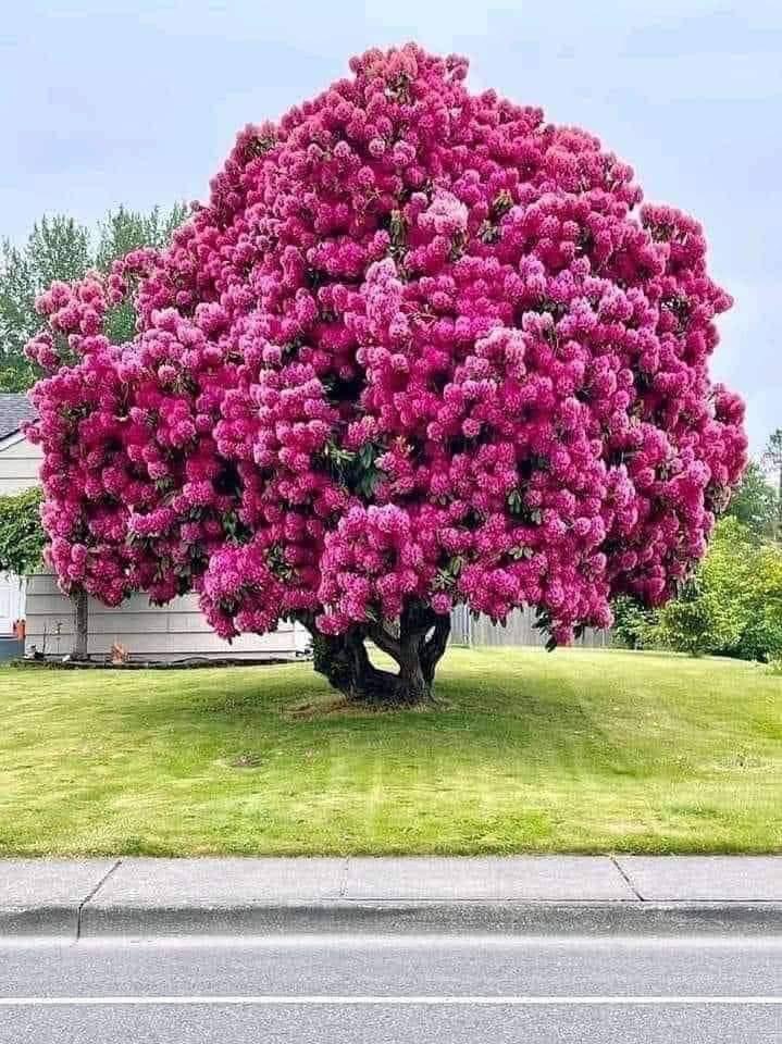 Never knew that rhododendrons can get this big 🙂