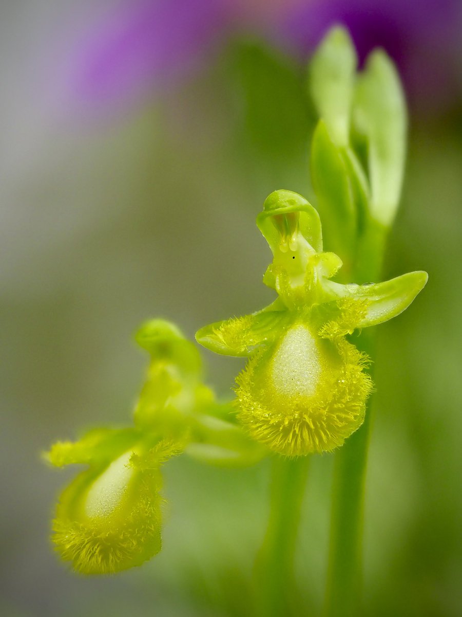 “Tot ésser viu és al món per una raó”. 
Félix Rodríguez de la Fuente. 

Ophrys speculum flavences.  05.04.2024 #orquídies #orquideas #orchids #Menorca #BalearsNatura #MenorcaBiosfera #biodiversity #biodiversitat