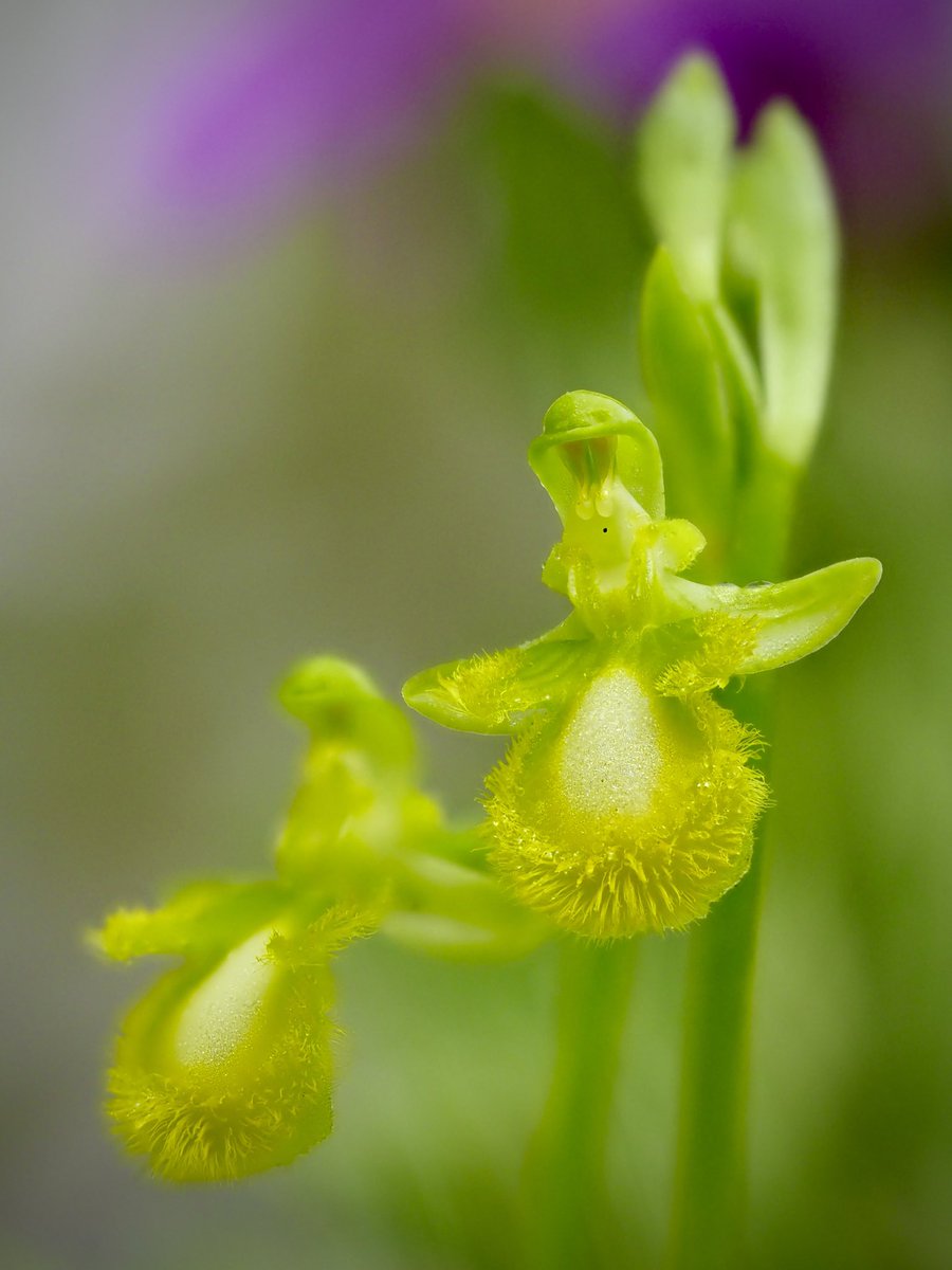 “Tot ésser viu és al món per una raó”. Félix Rodríguez de la Fuente. Ophrys speculum flavences. 05.04.2024 #orquídies #orquideas #orchids #Menorca #BalearsNatura #MenorcaBiosfera #biodiversity #biodiversitat
