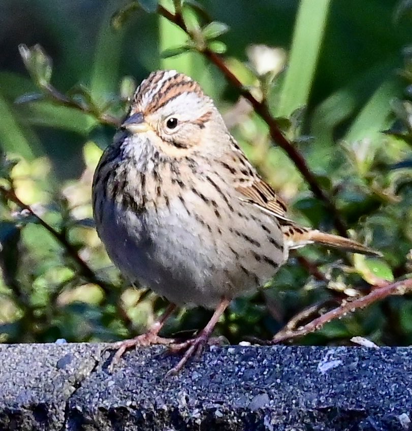 So happy 😁 the Lincoln’s Sparrow paid another visit to the #backyard this morning 🥰 
#TwitterNatureCommunity
#TwitterNaturePhotography
#birdphotography #BirdsOfTwitter #wildlifephotography #NaturePhotography
#backyardbirding