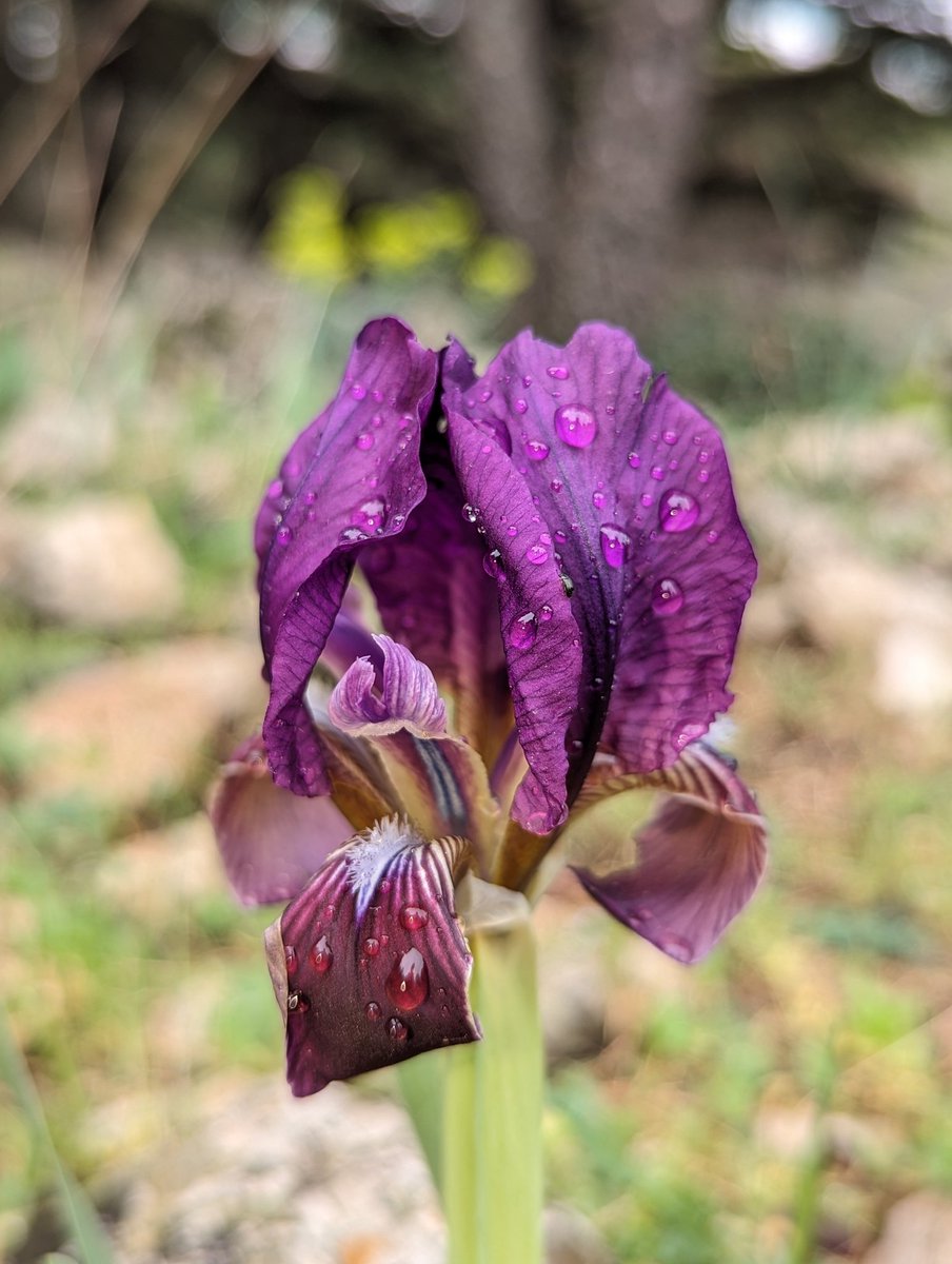 Today I joined botanists from the University of Catania on an excursion into Sicily's wild valleys where we trekked forests filled with wild peonies and irises.