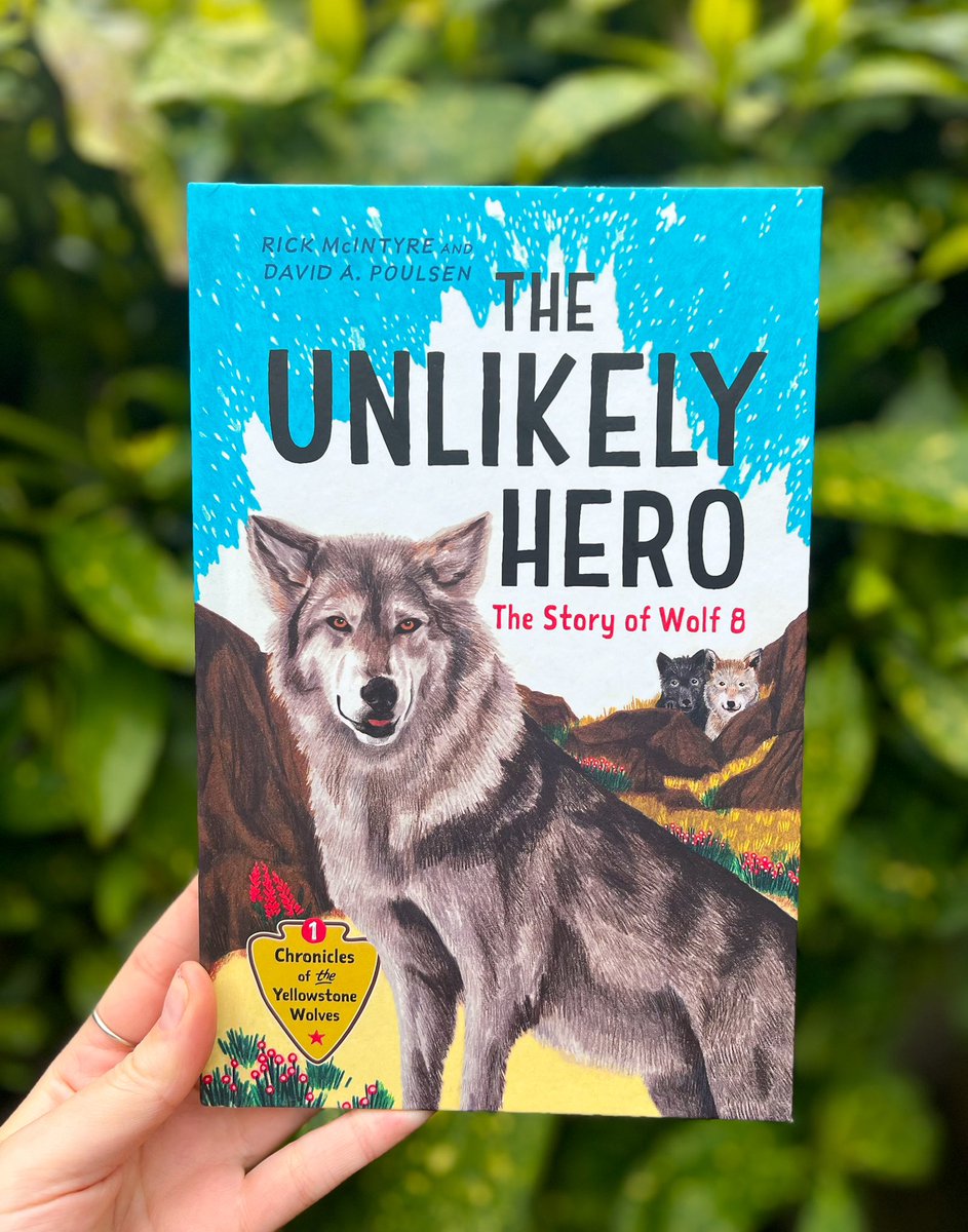 The Unlikely Hero is available now!  The Young Readers’ Edition of Rick McIntyre’s The Rise of Wolf 8, The Unlikely Hero is the gripping true story of one of Yellowstone’s most famous wolves. The Unlikely Hero is a rare glimpse into the fascinating world of wolves.