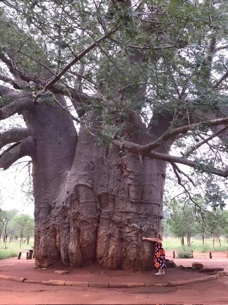 .Giant Baobab tree~ over 2000 yr. old ~ South Africa