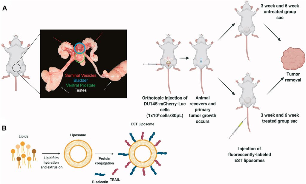 Which brings us to the current study! @teamkorie got very good at this tricky prostate implantation, and we designed a complete in vivo study of immune cell invasion into prostate tumors with different formulations and dosing strategies… and lots of pathology analysis!