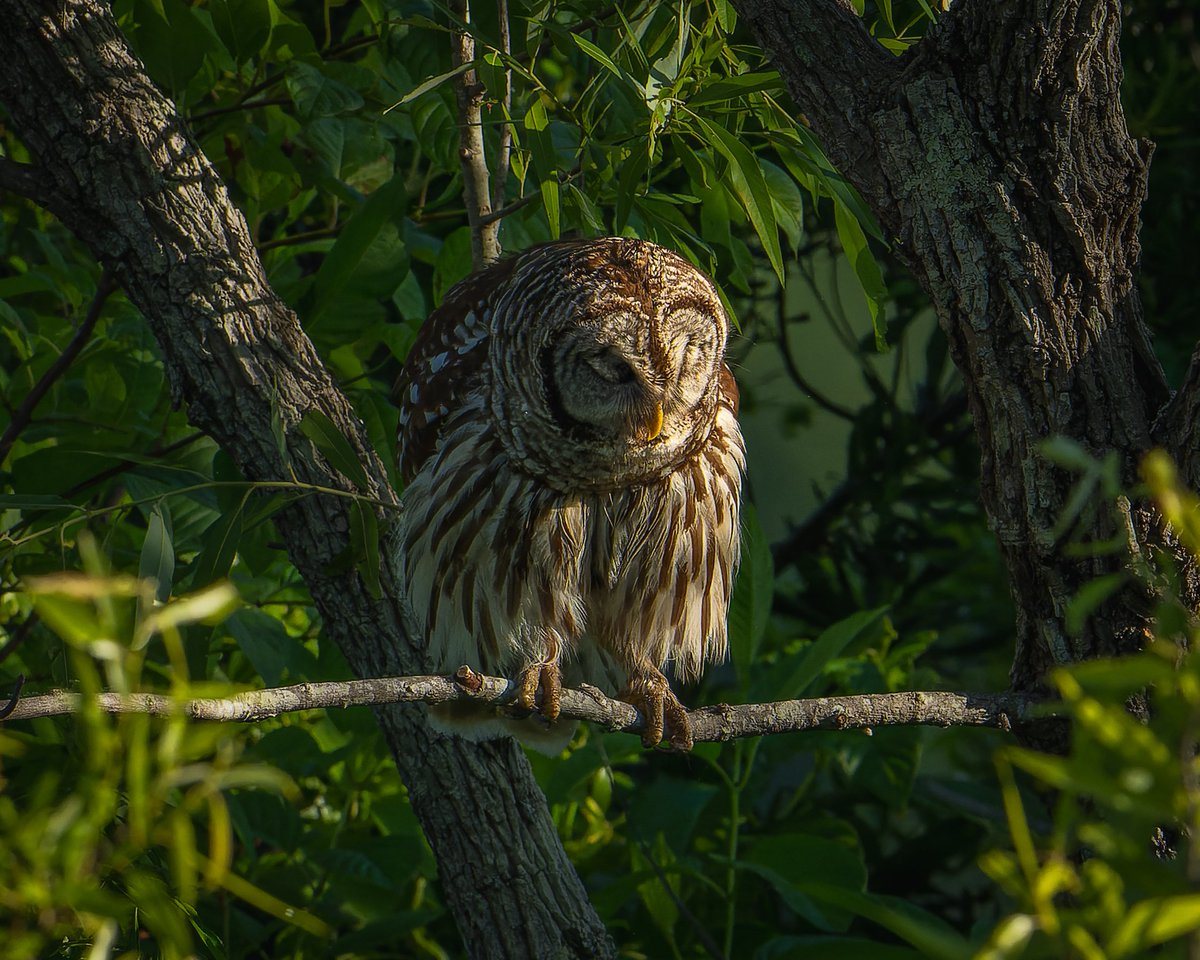All fluffed in the sunlight... Barred Owl #photography #NaturePhotography #wildlifephotography #thelittlethings