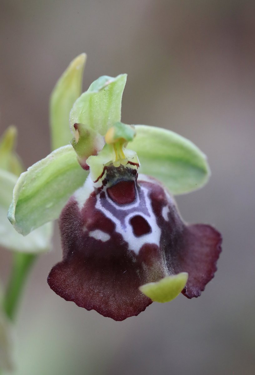 News from the field on our Orchids of Sicily tour - today was a day for magnificent Ophrys oxyrrhynchos, and an array of different Serapias tongue orchids, including one very special plant indeed...