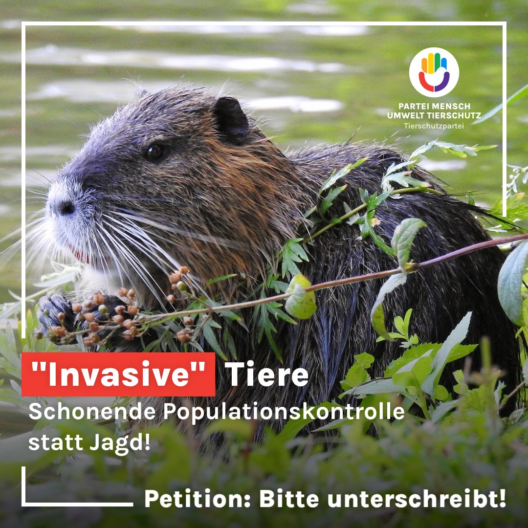 Sogenannte 'invasive' Tiere verdienen #tiergerechte Lösungen, keine Jagd! Wir fordern ein EU-weites Verbot der #Jagd auf Nutrias, Waschbären, Nil- und Kanadagänse. Kastration, Kontrazeptiva und Umsiedlung sind humane Alternativen und Sensibilisierung ist der Schlüssel!