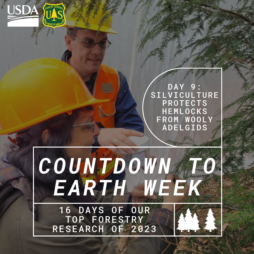 Countdown To #EarthDay 3 days! New research shows that canopy gaps boost health and resilience in hemlocks infested with hemlock wooly adelgids. fs.usda.gov/research/srs/n…