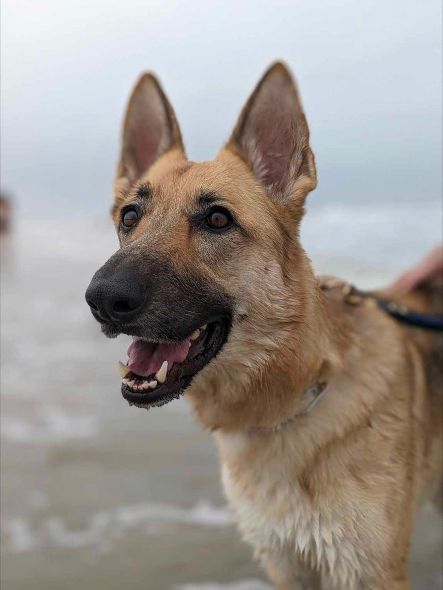 TADSAWinc's tweet photo. π Congratulations to Ellie, our #TopDogTuesday of the week!
Letβs all join in to celebrate her achievements and show our support by sending her some love and congratulations! πΎ https://t.co/k8ucLpgtto
