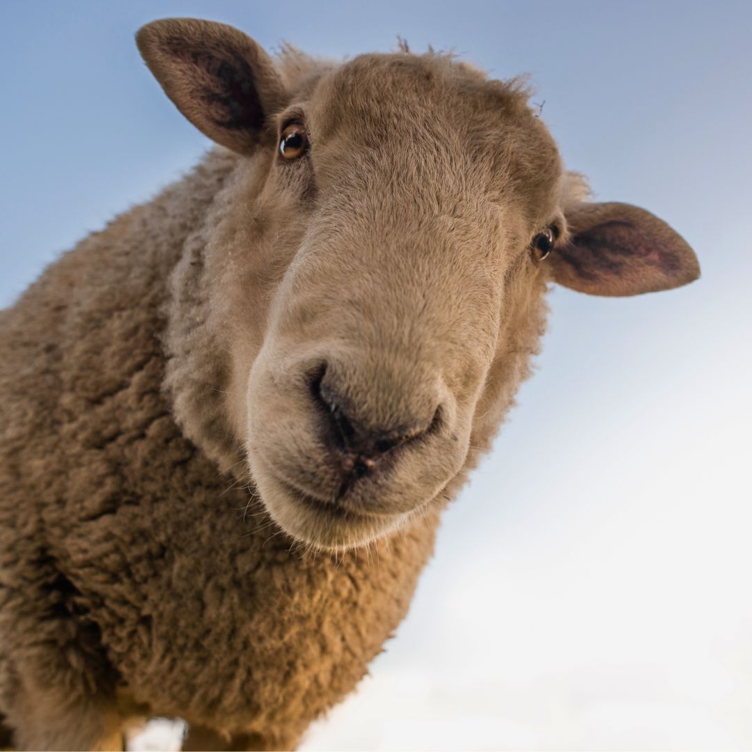 stpeters1891's tweet image. Hide-and-Seek Episcopal Style! One child pretends to be a lost sheep hides. One child will pretend to be Jesus and go find the child. #lostsheep #bejesus #playagame #children #stpetersdelmar #episcopalchurch