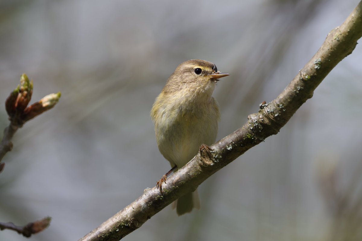 Trying new lens out This Morning at #woolstoneyes Chiffchaff