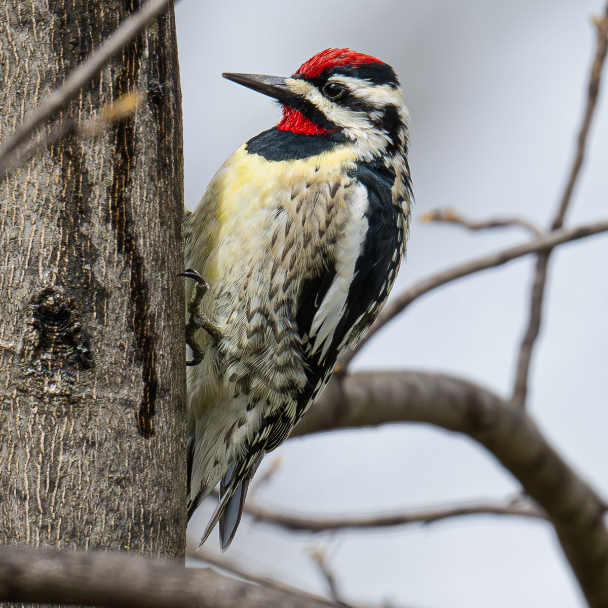 Yellow-bellied Sapsucker, North Woods, Central Park, New York #birdwatching #naturelovers #birdcpp #TwitterNatureCommunity #birdsofinstagram #britishnatureguide #naturephotography #birdphotography #twitterphotography #wildbirdphotography #nikonphotography #NatureBeauty