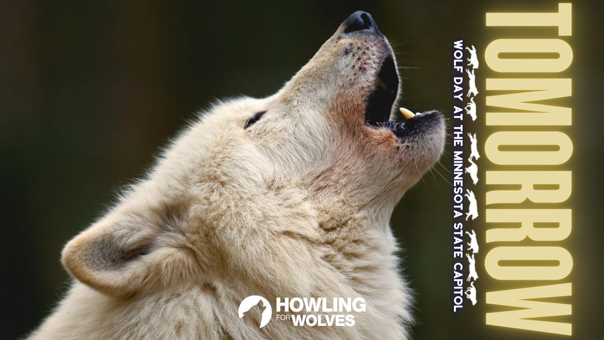 Howling4Wolves's tweet image. We look forward to bringing together Minnesotan wolf advocates tomorrow at the Minnesota State Capitol!

We will tell our lawmakers that we want to #KeepThePacksIntact and #BanWolfHunting for GOOD!