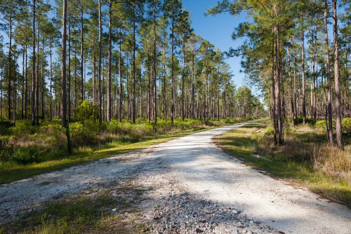 #TrailTuesday at Heart Island Conservation Area! Since '94, we’ve been restoring this property with longleaf pine, nurturing native plant communities like basin swamp and floodplain marsh. Slash pine, cabbage palms, and more thrive here now! #ConservationEfforts #NativeSpecies