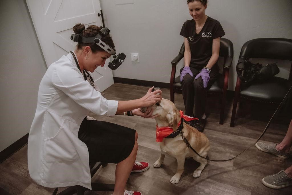 Free screening eye exams to benefit working and service dogs buff.ly/3JmKgn2