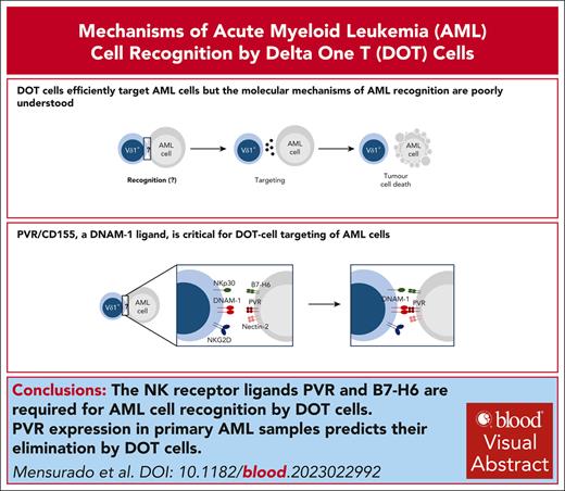 The NK receptor ligands, PVR and B7-H6, are required for AML cell recognition and immunological synapse formation with DOT cells. ow.ly/wvKI50Reqmw #immunobiologyandimmunotherapy #myeloidneoplasia