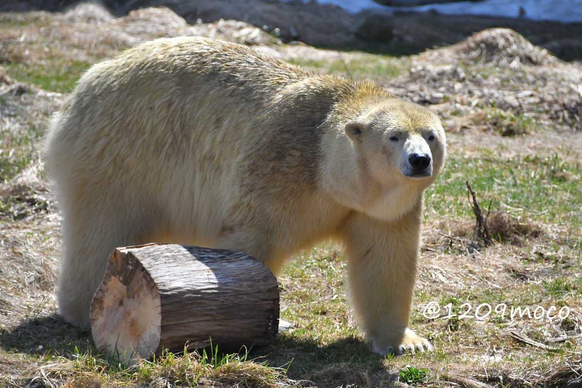 なんとなくデナリに見えたリラでおはようございます🤩
（20240414 円山）

#ホッキョクグマ 
#polarbear 
#円山動物園 
#maruyamazoo