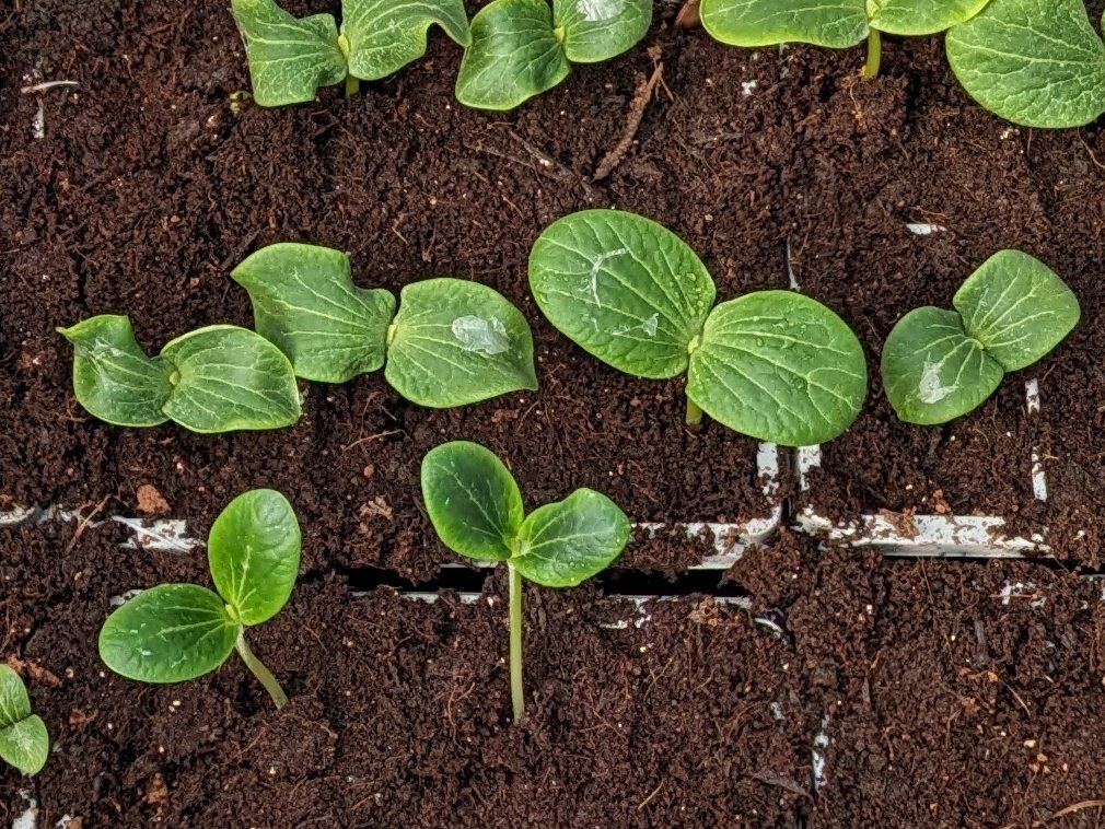 So much planning and work goes on behind the scenes @folkparkomagh. Amazing to think that these seedlings will soon become full-grown pumpkins. Well done Liam! 👏🌱🎃