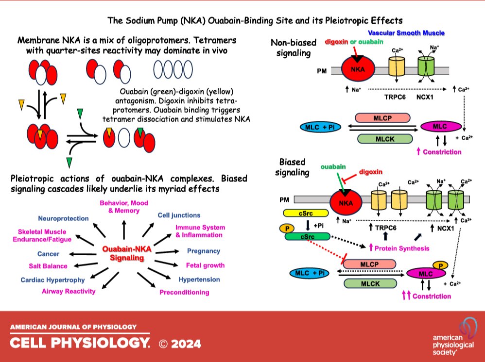 Two great authors from @Ummedschool submitted this Landmark Review and its totally free! Sensational site: the sodium pump ouabain-binding site and its ligands (Mordecai Blaustein and John Hamlyn): ow.ly/9zt450Rhj3f #OpenAccess #Steroids #Signalosome