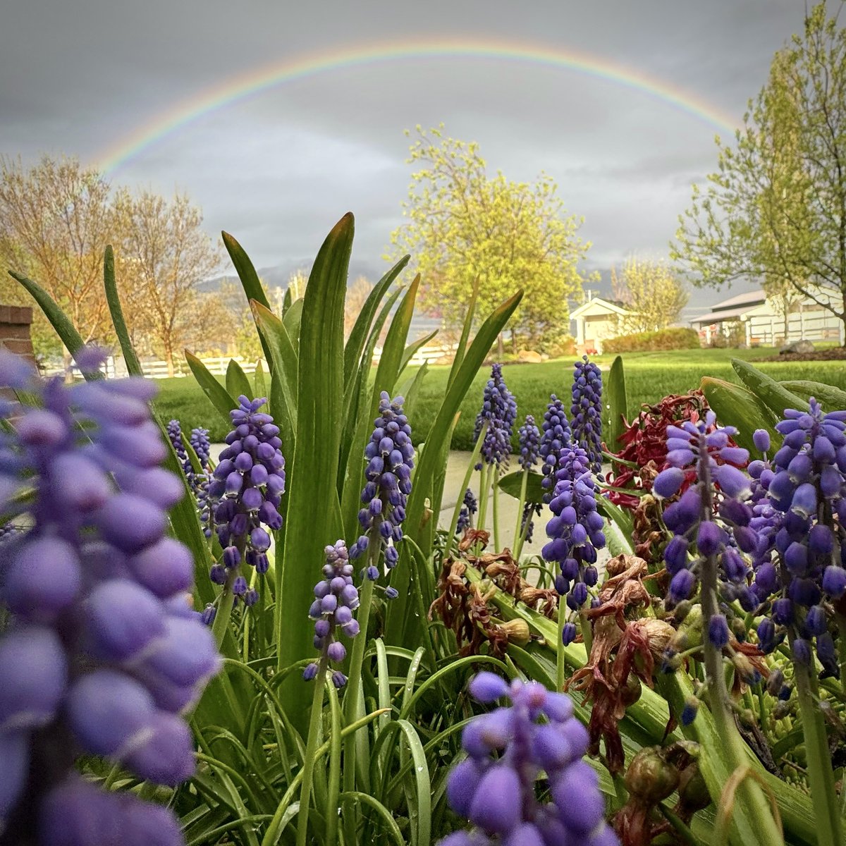 April showers bring May flowers. #utwx 📍: Farmington, UT 📸: Shawn Stewart