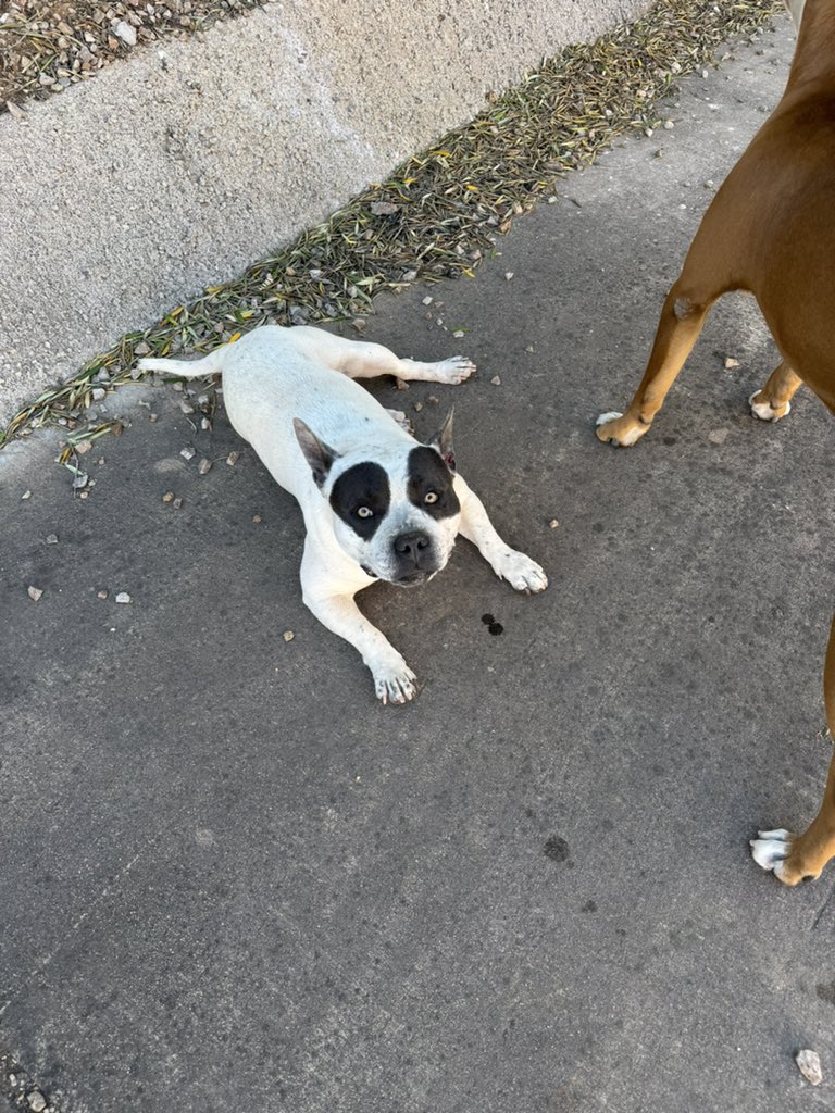 __ariza's tweet photo. @whatsuptucson 2 dogs hanging around Eagle Point Estates! they have no collars but seem very friendly, we are holding onto them for now! https://t.co/JhG19nkUWq
