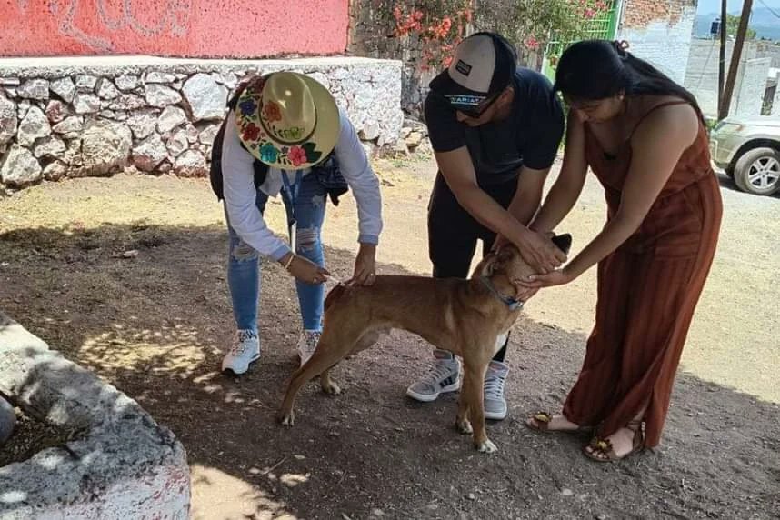 SSalud_Qro's tweet image. ¡Arrancó la semana de vacunación antirrábica para perros y gatos! No debemos descuidar nuestra responsabilidad de cuidar a nuestras mascotas y de prevenir la rabia para garantizar la protección de nuestras familias. #SaludFamiliar #CuidadoResponsable