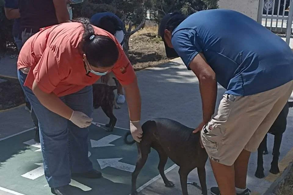 SSalud_Qro's tweet image. ¡Arrancó la semana de vacunación antirrábica para perros y gatos! No debemos descuidar nuestra responsabilidad de cuidar a nuestras mascotas y de prevenir la rabia para garantizar la protección de nuestras familias. #SaludFamiliar #CuidadoResponsable