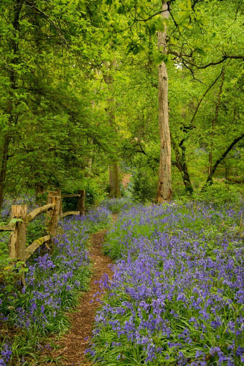 Bluebells in the UK

The bluebell’s bulb contains muselage and inulin which was used as a glue for fixing feathers and arrows and for bookbinding. The Elizabethans used the starch-like juice from the bluebell bulb to stiffen their fancy ruff collars.

Legend has it that bluebells…